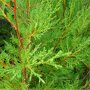 Cupressocyparis leylandii close up